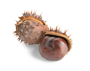 Chestnuts isolated on white background
