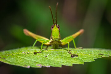 Front view of a Clipped-winged Grasshopper (Metaleptea brevicornis). Raleigh, North Carolina.