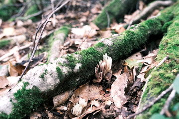 【奥入瀬渓流】枯葉と苔むした木の根