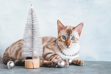 Portrait of Bengal cat with Christmas decoration near to silver shiny Christmas tree on gray background. - obrazy, fototapety, plakaty