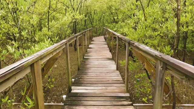Tilt up shot of boardwalk while walking through grey mangroves in Boqueron forest, Puerto Rico.