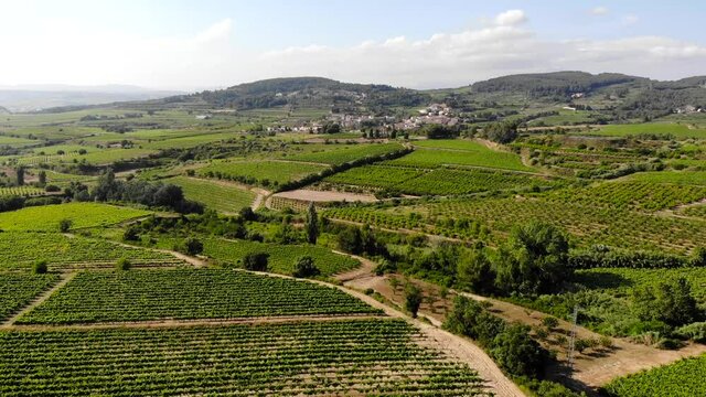 Aerial: town among green vineyards