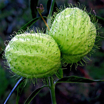 Flores. Paina-de-seda, paineirinha ( Gomphocarpus physocarpus )