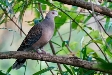 turtle dove on the branch