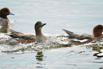 eurasian wigeon in the pond