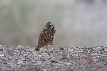 resting burrowing owl