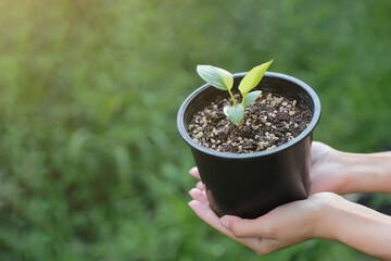 planter hand hold Homalomena Rubescens Variegated in flower farm with green nature background