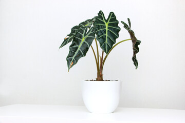 Alocasia tropical plant on a white table. Home floriculture concept.