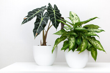 Tropical plant alocasia and dieffenbachia on a white table. Home floriculture concept.