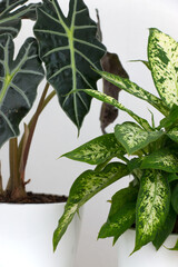 Tropical plant alocasia and dieffenbachia on a white table. Home floriculture concept.