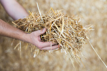 Close-up of straw for fodder for cows in the hands of farmer in a warehouse