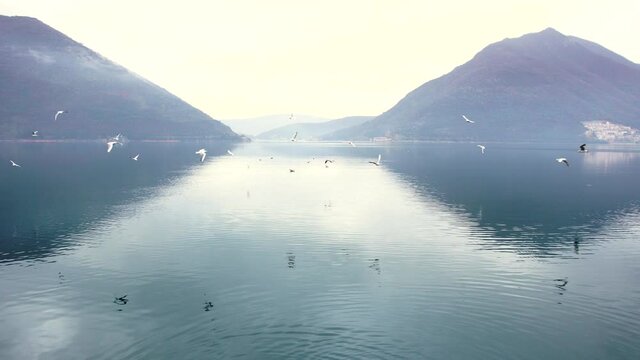Seagulls fly over the sea off the coast of Perast against the background of mountains in the fog