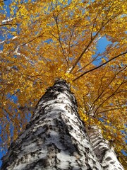 Yellow birch leaves on a blue sky background