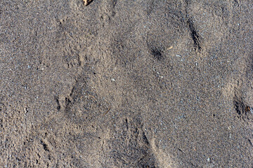 Fototapeta premium Autumn, the shallow stone-sandy bottom of a mountain river in the rays of the morning sun, close-up.