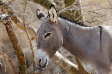 portrait of a  wild donkey