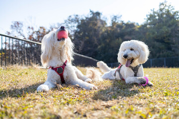 ゴールデンドゥードル犬