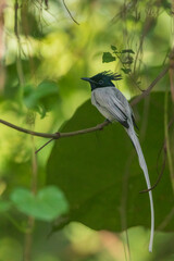Indian paradise flycatcher (Terpsiphone paradisi) at Rabindra Sarovar, Kolkata, India.