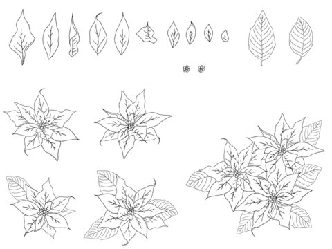 ポインセチア Images Browse 2 670 Stock Photos Vectors And Video Adobe Stock