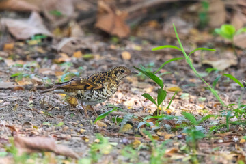 Scaly thrush (Zoothera dauma) at Rabindra Sarovar, Kolkata, India