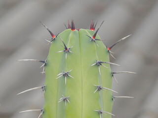 view top of Ritterocereus pruinosus (Stenocereus pruinosus) cactus with nature blurred background, common names include Gray Ghost Organ Pipe, Pitayo, Pitaya of October, Pitayo, Cuapatla, Xoconostle. © Yuttana Joe