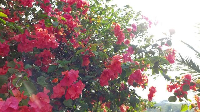 4k beautiful bougainvillea flowers, sunny day, bright sun, side move video, swaying in the wind, romantic nature footage