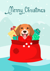 Funny beagle in a bag with Christmas gifts. Cartoon design.
