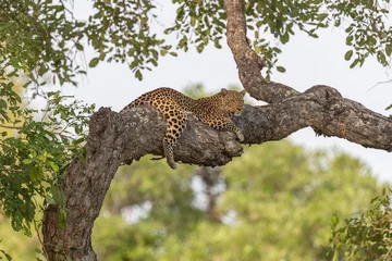 Tuinposter African leopard (Panthera pardus) resting in a tree, South Luangwa, Zambia, Africa.  © billie16