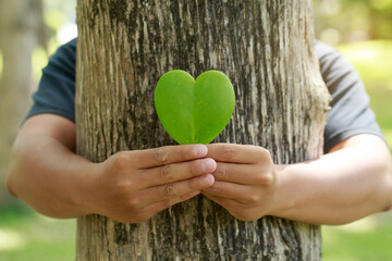 Man hugging tree bark and holding heart-shaped leaves CSR ,ESG, Eco green sustainable living,...