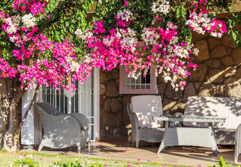 Beautiful pink and white begonville flowers on traditional summer house in Bodrum Turkey. Mediterranean plants in the garden
