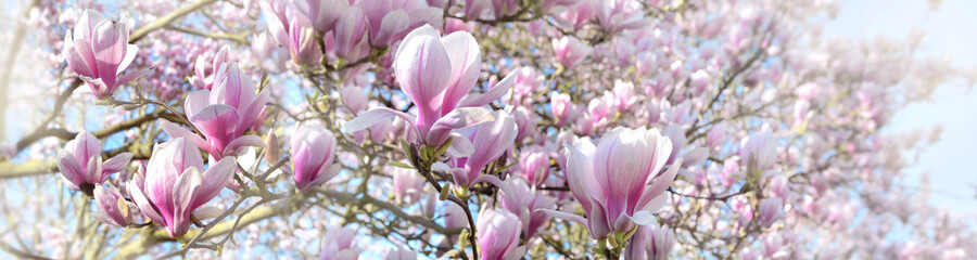 beautiful flowers blooming of a magnolia tree in  sprintime in panoramic view