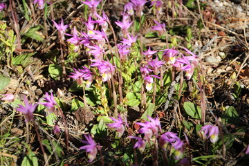 Blooming Time, Jasper National Park, Alberta