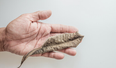 Dry leaves placed on the hands of elderly people with wrinkled s