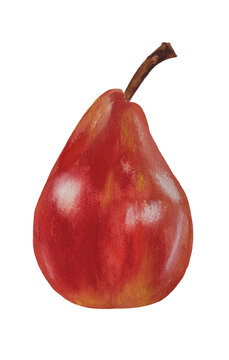 a red pear on a white background. watercolor illustration. Drawing of a pear