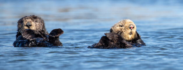 Sea Otters [enhydra lutris] floating in the Elkhorn Slough at Moss Landing on the Central Coast of California USA - obrazy, fototapety, plakaty