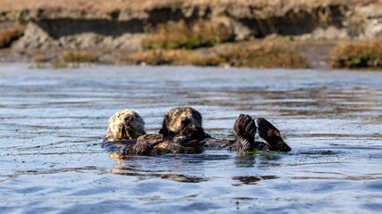 Two Sea Otters [enhydra lutris] floating in the seagrass in the Elkhorn Slough at Moss Landing on...