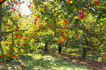 Fototapeta na wymiar 群馬県のりんご畑　赤く実った木