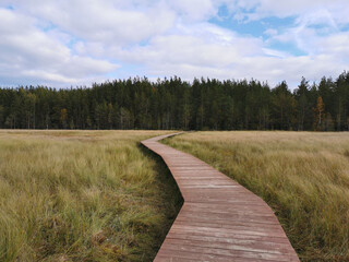A deck of brown wooden planks over a swamp with yellowed grass, going to the forest, against a beautiful sky with clouds..
