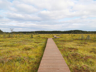 A deck of brown planks over a swamp with yellowed grass, stretching far away to the forest, against the background of a sky with clouds.