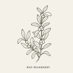 Hand drawn red bearberry illustration