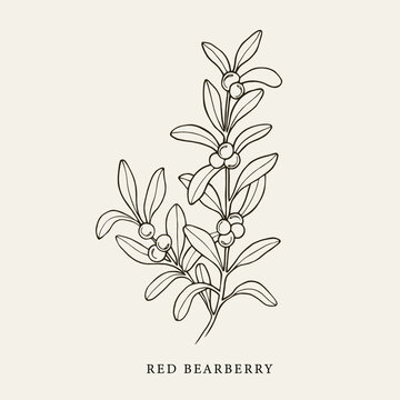 Hand drawn red bearberry illustration Stock Vector | Adobe Stock