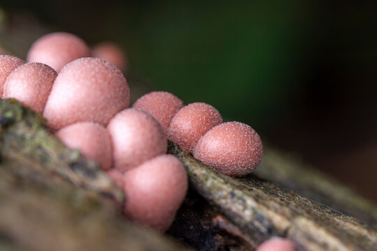 slime mold myxomycete Lycogala epidendrum growing on dead wood