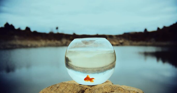 Gold fish swimming in the glass fishbowl aquarium with water. Lake shore on the background. Cloudy day. Concept of closed space and self-isolation, restriction movement, making way to success.