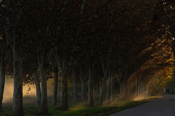 Sun streaks through the trees