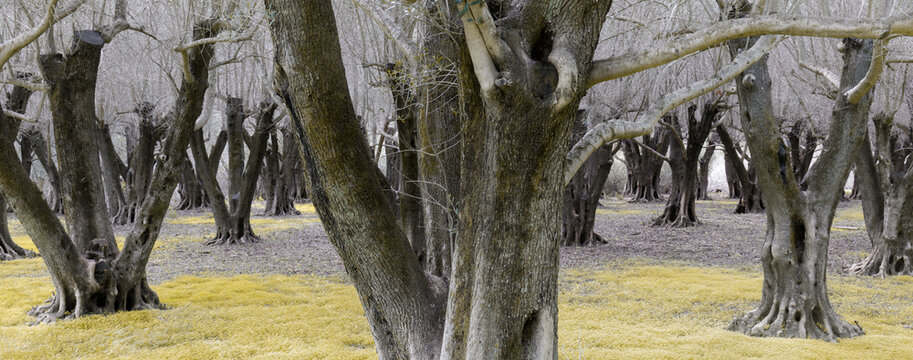 Olive Tree Grove. Los Altos Hills, California, USA.