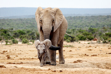 Mother and baby elephant 