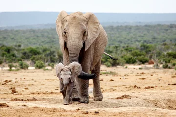 Zelfklevend Fotobehang Mother and baby elephant  © Riaan