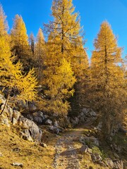 autumn color