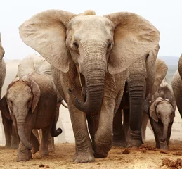 Fotobehang Afrikaanse olifantenfamilie © Riaan