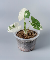 Alocasia macrorrhizos variegated in earthenware pot put in house for decorate
