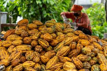 Cacao pods cocoa pods organic chocolate farm Thailand